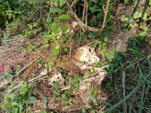 2 Bulan Sebelum Tengkorak Ditemukan, Warga Kampung Cioray Sukabumi Diteror Lalat Hijau