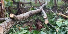 Puting Beliung, Rumah Warga di 2 Desa dan 1 Kelurahan di Cibadak Sukabumi Rusak Tertimpa Pohon Tumbang