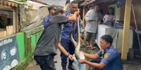 Kampung Pintu Cibadak Sukabumi Geger, Ular Sanca Batik Ditemukan di Dapur Rumah Warga