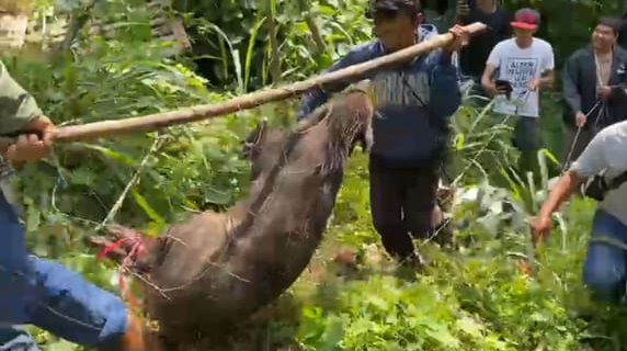 3 hari Berkeliaran, Babi Hutan Taring Panjang Tertangkap Warga dan Pemburu di Kampung Sundawenang Sukabumi