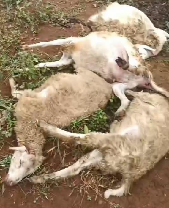 Diduga Diserang Macan Tutul, 8 Kambing Milik Warga Cikidang Sukabumi Mati Misterius