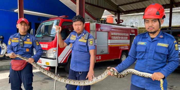 Berkeliaran di Pemukiman Warga dan Pabrik, 2 Ular Liar Diamankan Petugas Rescue Damkar Kabupaten Sukabumi